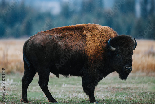 American Bison In Wyoming