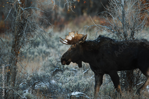 Bull Moose In Wyoming