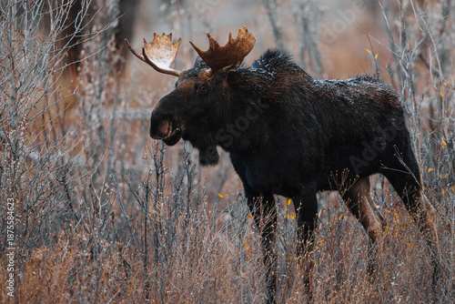 Bull Moose In Wyoming