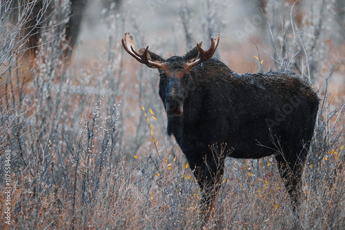 Bull Moose In Wyoming