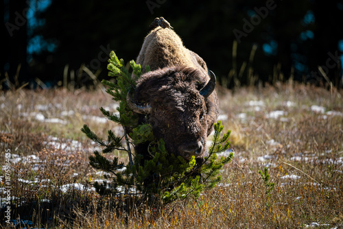 Bison scratching on a shrub