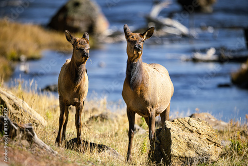 Cow Elk And Calf Grazing Near The River