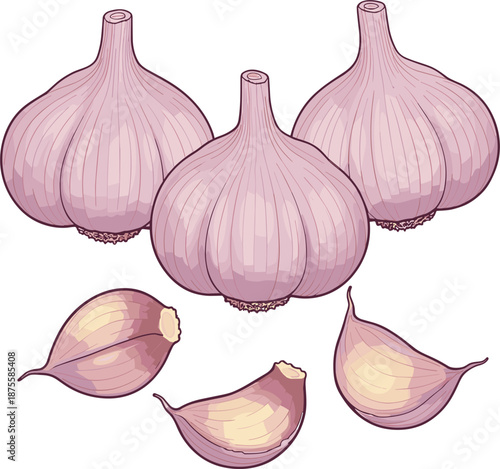Detailed vector illustration of three garlic bulbs and four cloves for cooking food seasoning and healthy ingredient concepts.