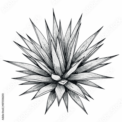 Black and white agave plant illustration with sharp pointed leaves succulent botanical