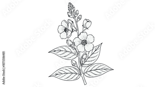 Black and white illustration of a flowering plant branch botanical drawing
