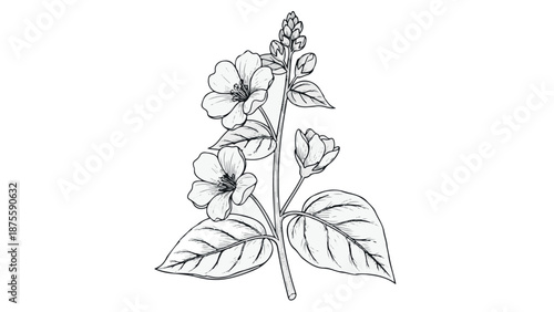 Black and white line drawing of a flowering plant branch with buds and leaves botanical illustration