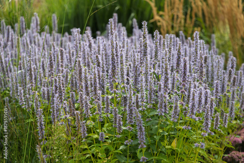 dense field of blooming lophanthus (anise hyssop) with tall purple flower spikes, natural garden landscape, green foliage background