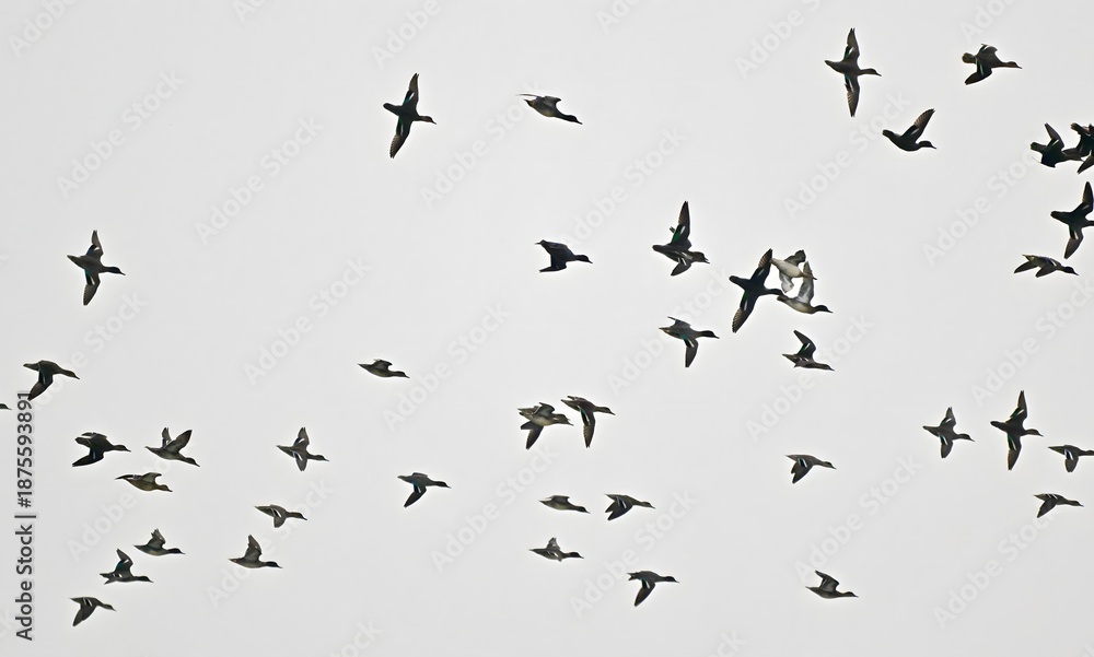 Fototapeta premium Flock of Birds Flying Free Across Sky - Bird Silhouettes