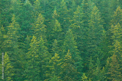 An aerial view of the tops of the evergreen trees in a forest.