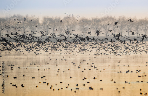 Schilderij op canvas Migratory Bird Flocks at Fuhe Wetland in Morning Mist