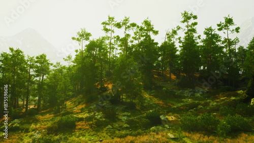 Принти на полотні sunlit pine forest on rocky hillside, warm light filtering through canopy onto g