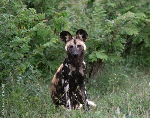 African wild dog, Lycaon pictus, sitting in grass.