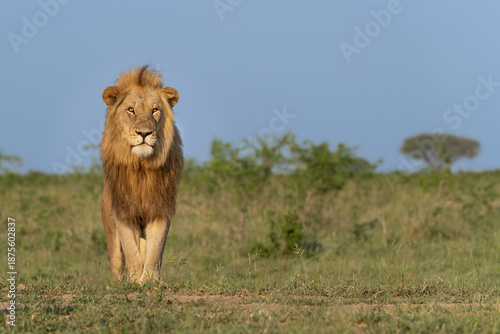Lion, Panthera leo, Male. Male lion with a prominent mane standing in a grassy field against a soft blue sky.