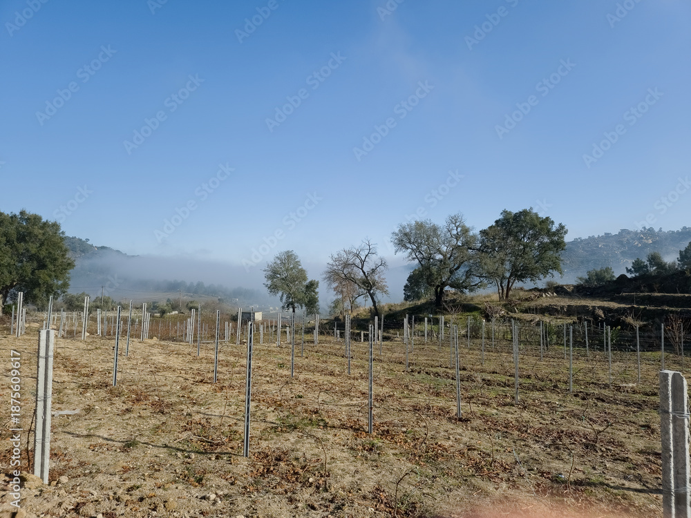 Fototapeta premium Winter vineyard field in Alijo near vila real, Portugal, with young vine rows and bare trees emerging from morning fog under clear blue sky in rural agricultural landscape