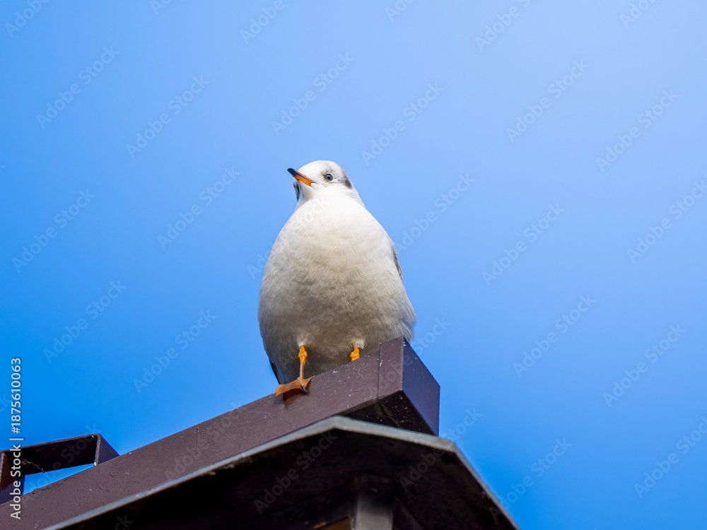 Obraz premium 街灯にのるユリカモメ