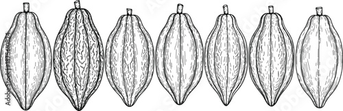 Cacao pod fruit illustration set, cocoa bean shells sequence, detailed botanical texture, vintage engraving style, CAD drawing flat vector illustration