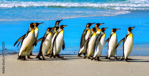Tableau sur toile King Penquins, Aptenodytes Patagonicus, at Volunteer Point in The Falkland Islands
