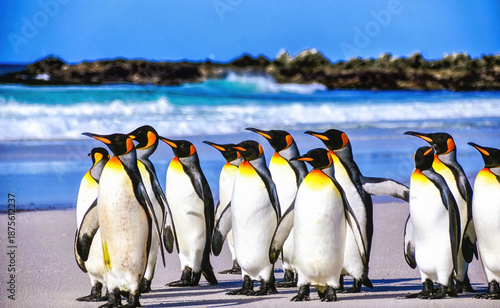 King Penquins, Aptenodytes Patagonicus, at Volunteer Point in The Falkland Islands.