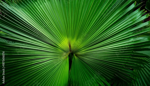 abstract green palm leaf texture nature background tropical leaf