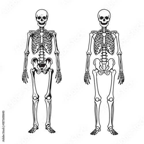 Human Skeleton Full Body Anatomy Illustration for Medical and Educational Purpose