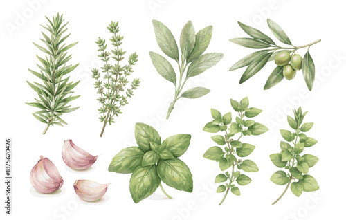 Fresh culinary herbs and ingredients with rosemary, thyme, sage, basil, and olives
