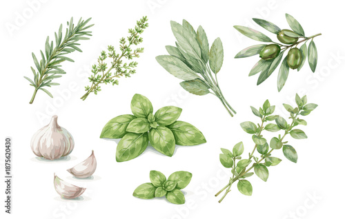 Assorted fresh herbs and garlic: basil, rosemary, thyme, and sage with olives