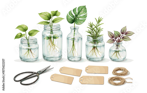 Indoor plant propagation in water with herb cuttings and glass jars