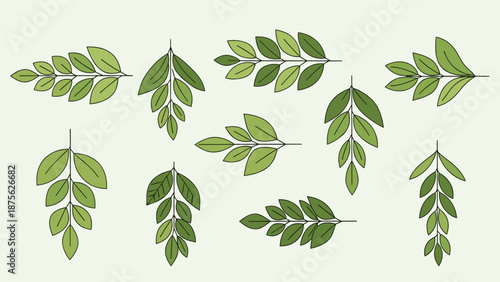 Collection of Green Leaves with Veins.