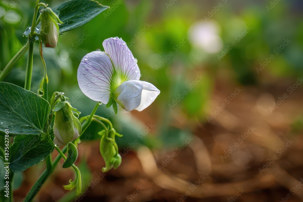 Obraz premium Soft daylight image of a garden pea plant in bloom with new pods