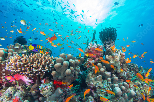 Photography Underwater scene with colorful fish swimming over coral reef in clear blue ocean