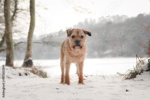 Obraz na plátně Border terrier dog in snowy Staffordshire