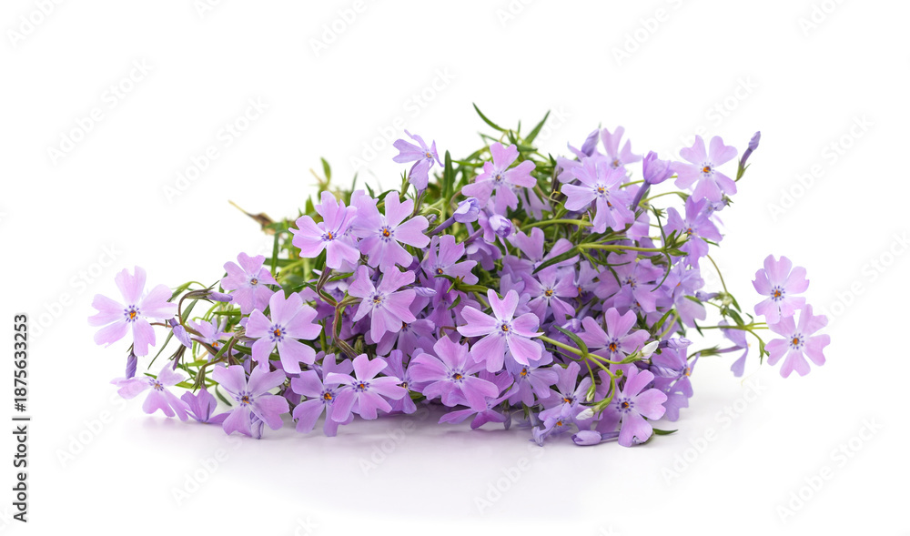 Obraz premium Purple phlox flowers bouquet.