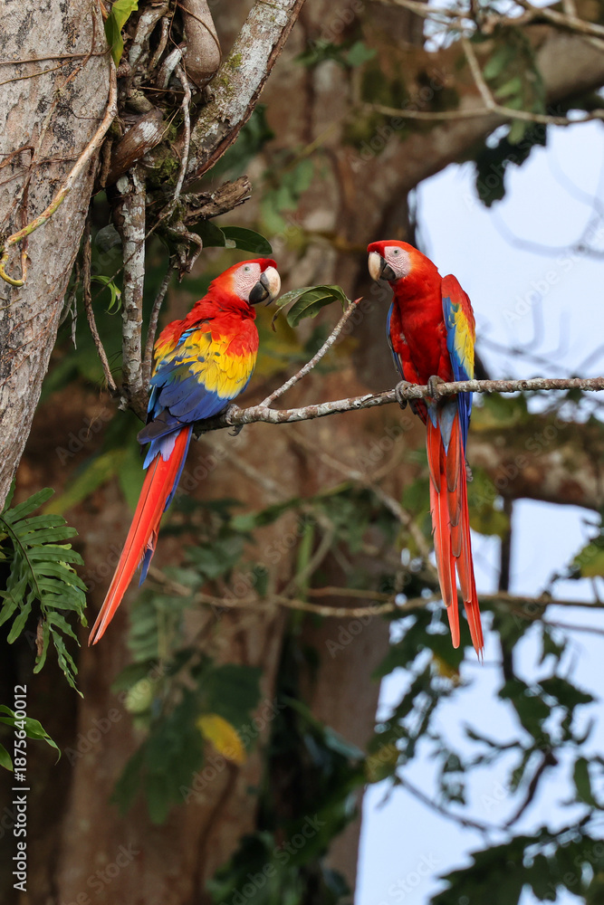 Obraz premium A pair of scarlet macaws perched on a branch