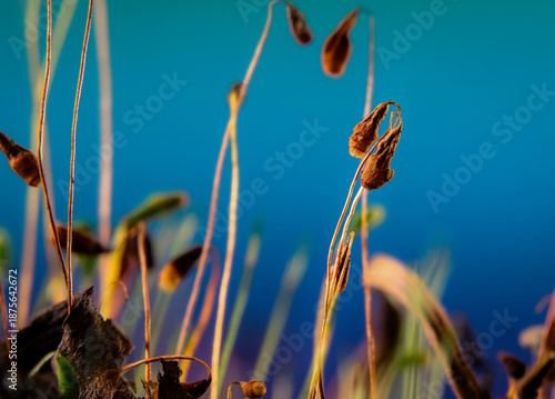 Sporenkapseln eines Mooses im Makro