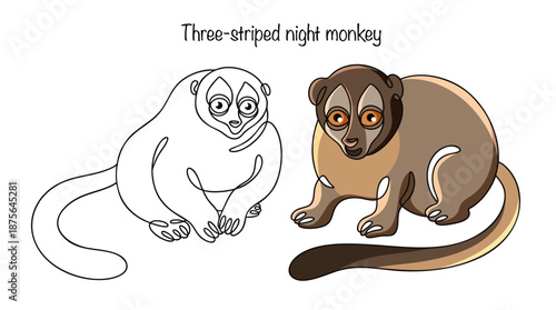 Three-striped night monkey