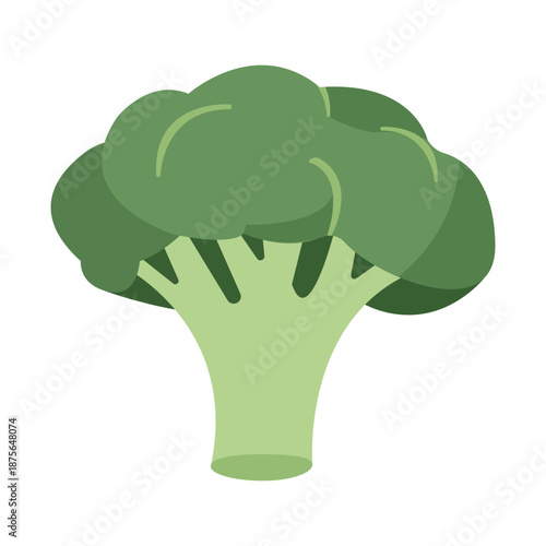 vector illustration of a broccoli