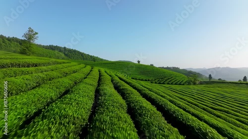 Wallpaper Mural Lush, tiered green fields stretch across rolling hills under a clear, bright blue sky Torontodigital.ca