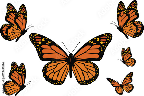 Orange monarch butterfly collection illustration showing different flying positions and sizes on white background, representing spring wildlife, nature beauty, delicate wings and decorative 