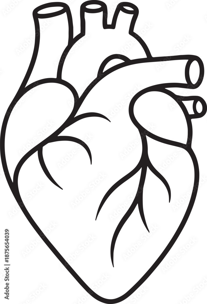 Obraz premium Human Anatomical Heart Line Art Drawing, Medical Biology Organ Illustration