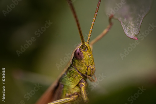 Blick eines Grashüpfers