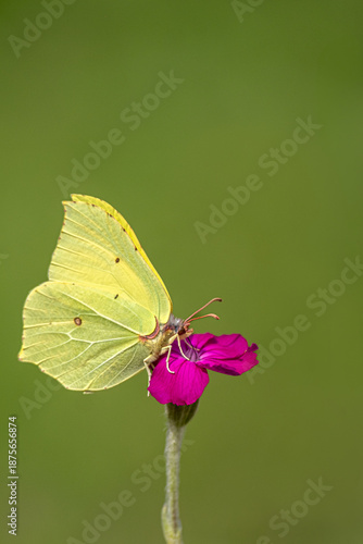Schmetterling: Zitronenfalter
