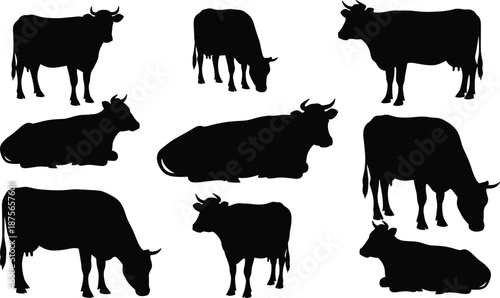 Silhouette vector set of cows in various natural poses including standing, lying, and grazing for farm design use