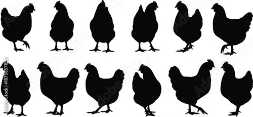 Silhouettes of Chickens in Various Poses Highlighting Feather Details and Postures Isolated on White Background for Design Use