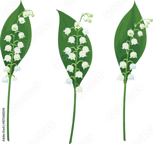 Lily of the valley flower stems with green leaves, delicate white spring blossoms botanical vector illustration set