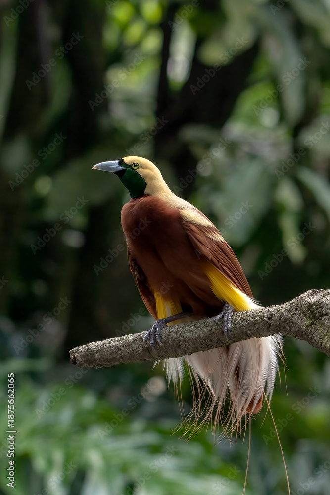 Obraz premium Cendrawasih bird on a tree branch