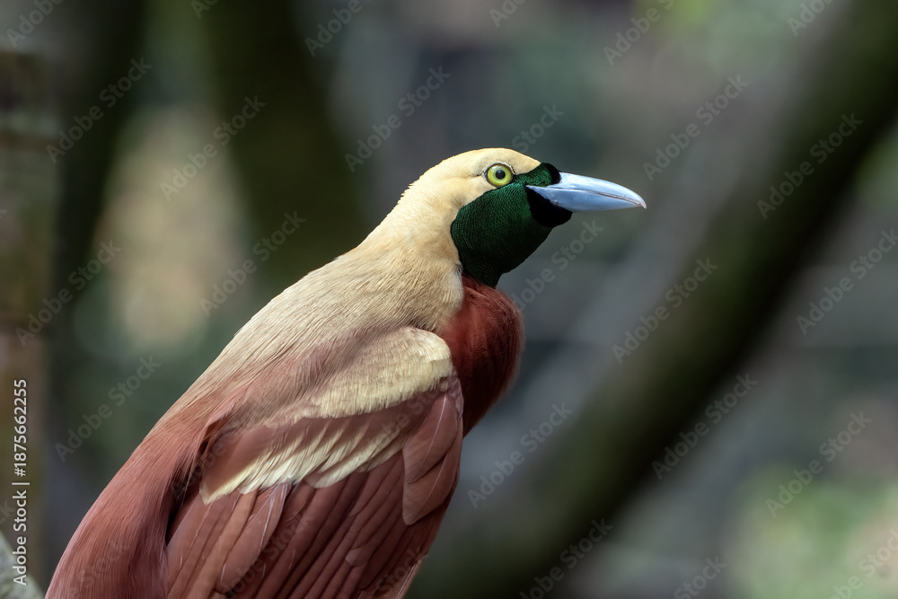 Obraz premium Cendrawasih bird on a tree branch
