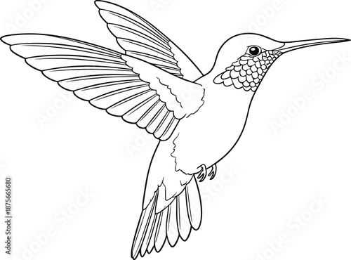 Hummingbird line art illustration, flying bird outline drawing, detailed nature wildlife sketch, black white vector design, elegant animal artwork