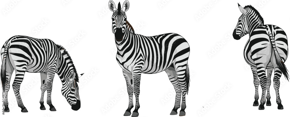 Fototapeta premium Zebra animal vector illustration set showing front, side, and grazing poses isolated on white background