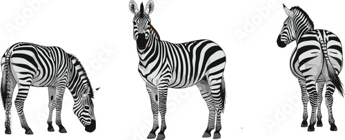 Zebra animal vector illustration set showing front, side, and grazing poses isolated on white background