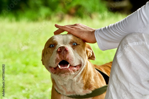 Pit Bull Terrier with blue eyes caressed by a hand.